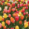 Many Darwin Mix multi-color tulips in a garden
