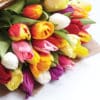 A bouquet of Darwin Mix multi-color tulips