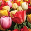 A close-up of Darwin Mix multi-color tulips in a garden