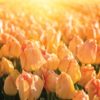 Large field of soft orange Daydream tulips
