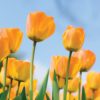 Soft orange yellow blooms of Daydream tulips against a clear blue sky.