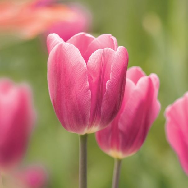Pink 'Early Glory' tulip against a soft green background