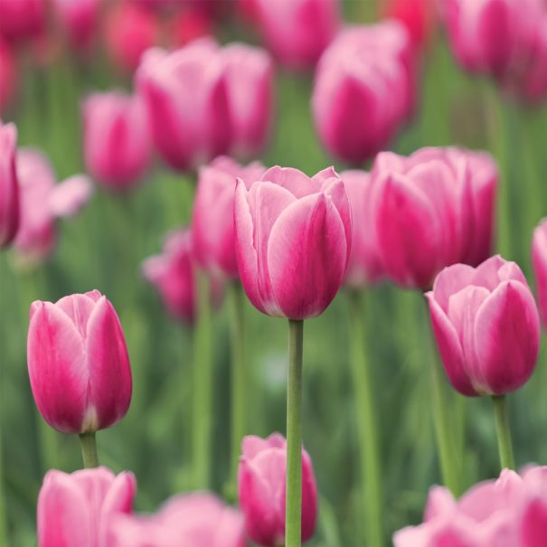 Field of Early Glory tulips