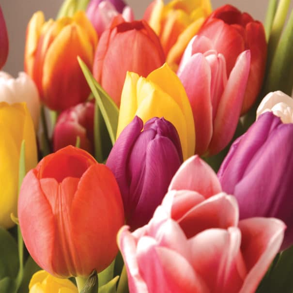 Close-up of a bouquet of Easter mixed tulips