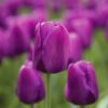 Close-up bloom of a Purple Flag tulip against a field of other purple tulips in soft focus