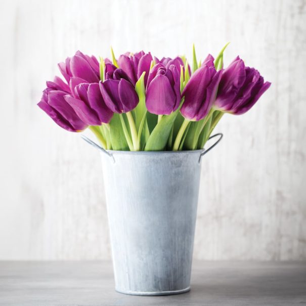A bouquet of Purple Flag tulips in a tin bucket