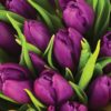 A close-up shot of a bouquet of Purple Flag tulips