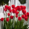 Red Apeldoorn Tulips against a white fence in spring