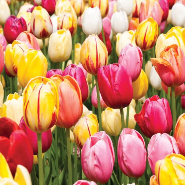 A close-up of Darwin Mix multi-color tulips in a garden