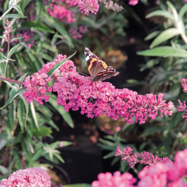 Butterfly on Pink Delight Buddleia