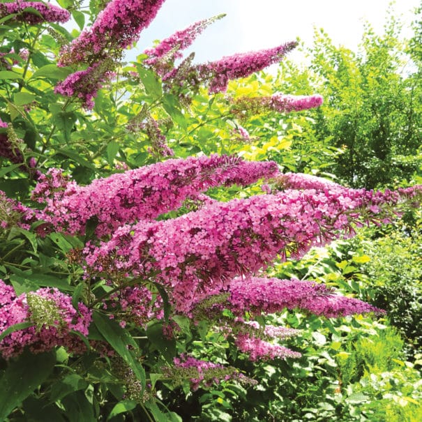 Blooming Pink Delight Buddleia