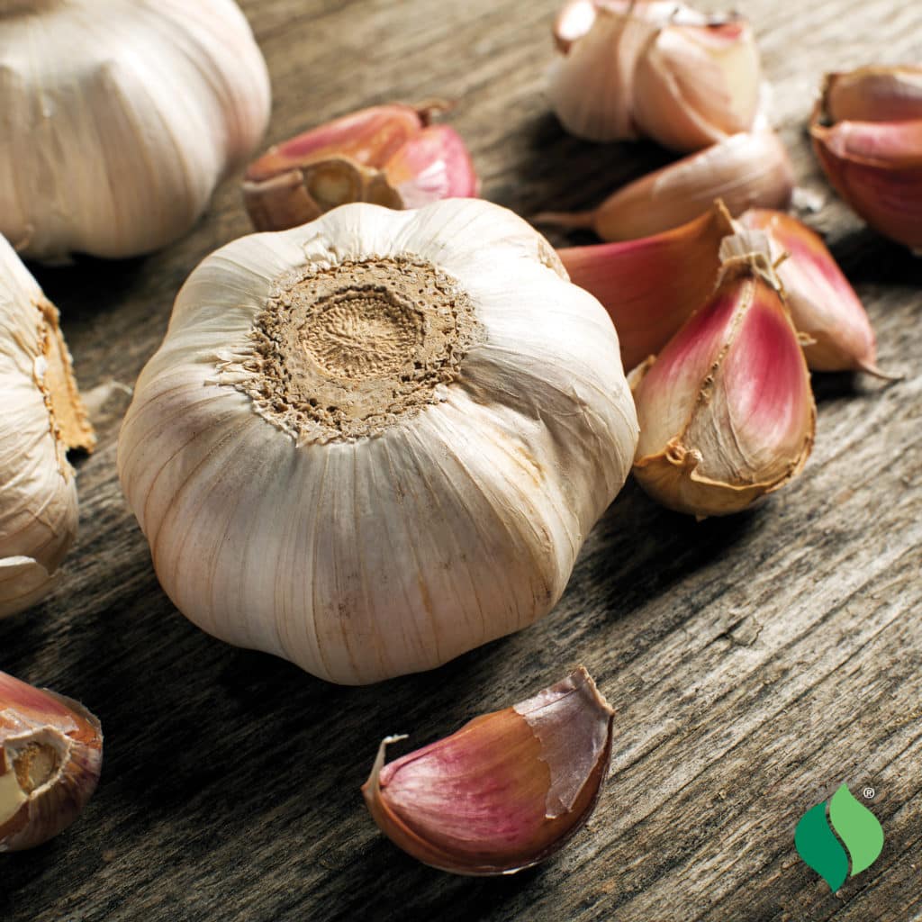 Garlic, Softneck - DeGroot