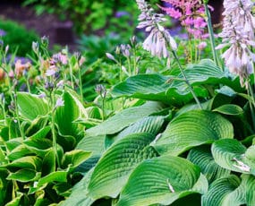 Spring Planting