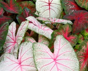 Caladium