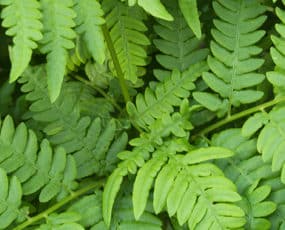 Fern