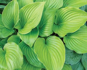 Hosta (Funkia or Plantain Lily)