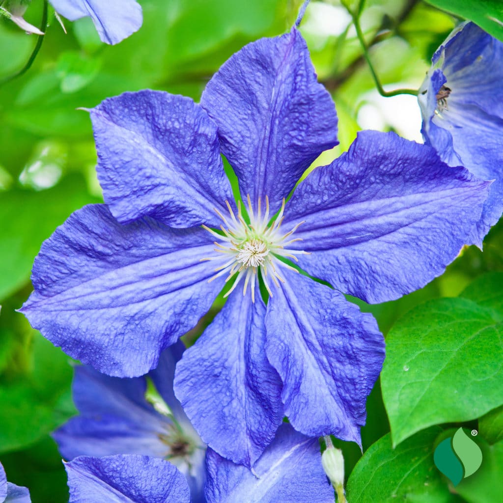 レア!! 遊佐未森/clematis 遊佐未森