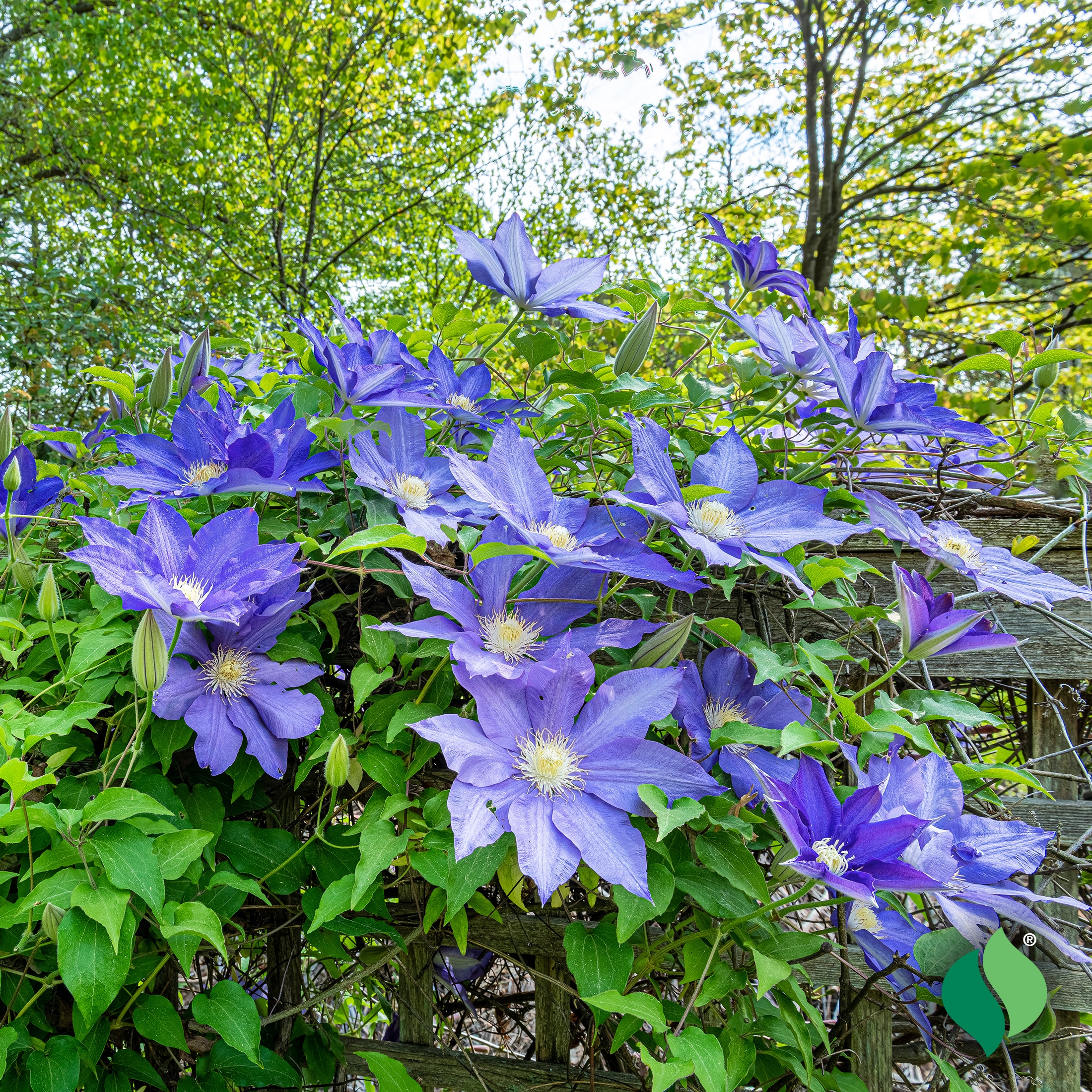 Blue Flower Climber Blue Flower Climber