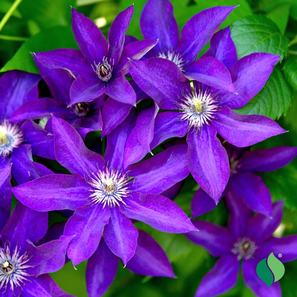 AS_Clematis_ThePresident_1-