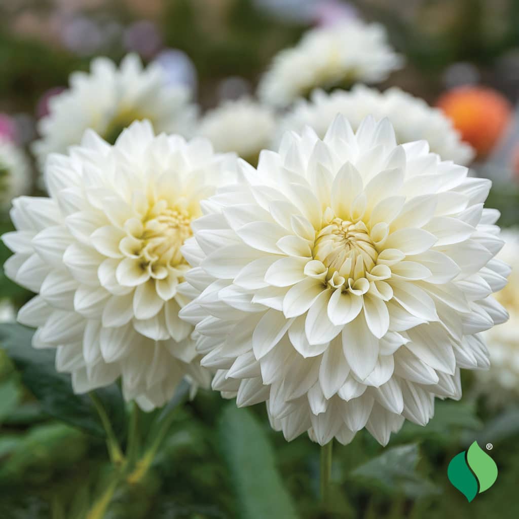 Dahlia, Dinnerplate 'Fleurel' - DeGroot
