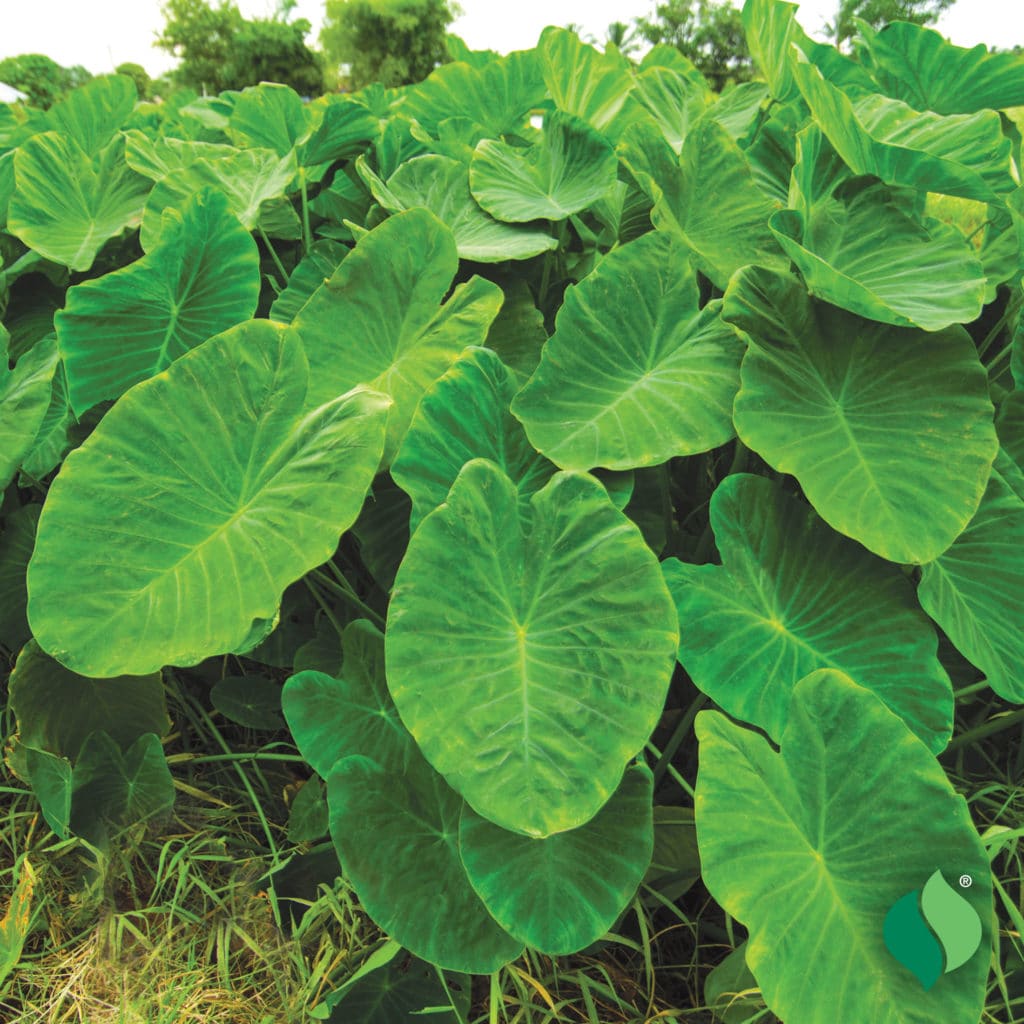 Elephant Ears - DeGroot