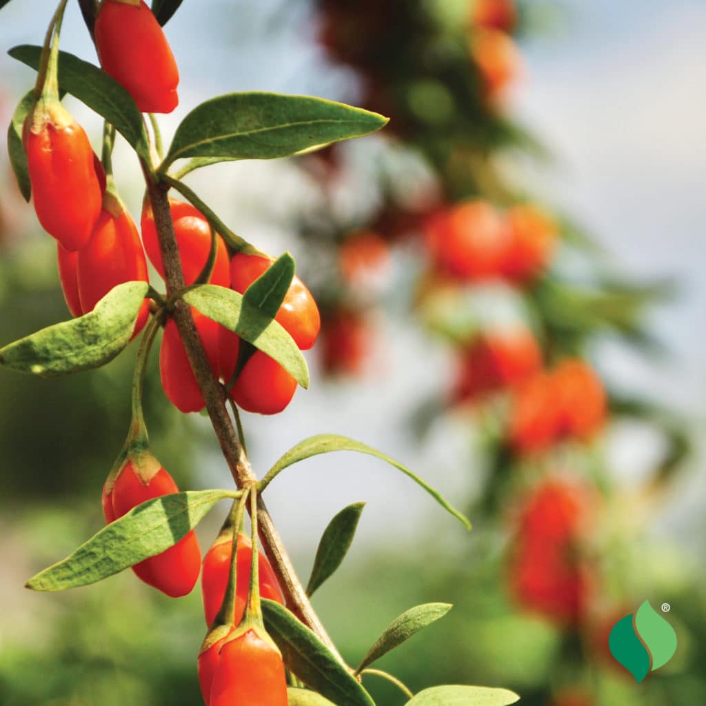 Goji Berry DeGroot Goji Berry DeGroot