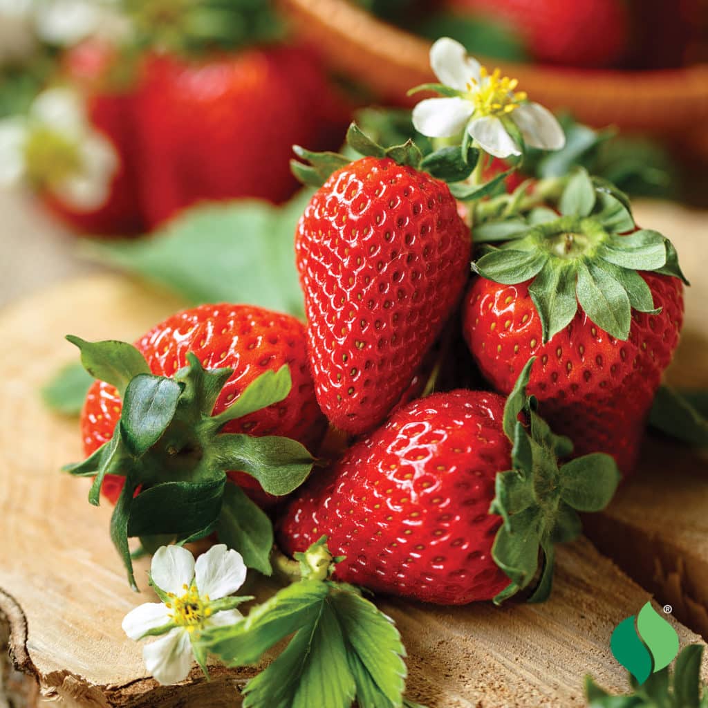 AS_Strawberry_Honeoye_3-