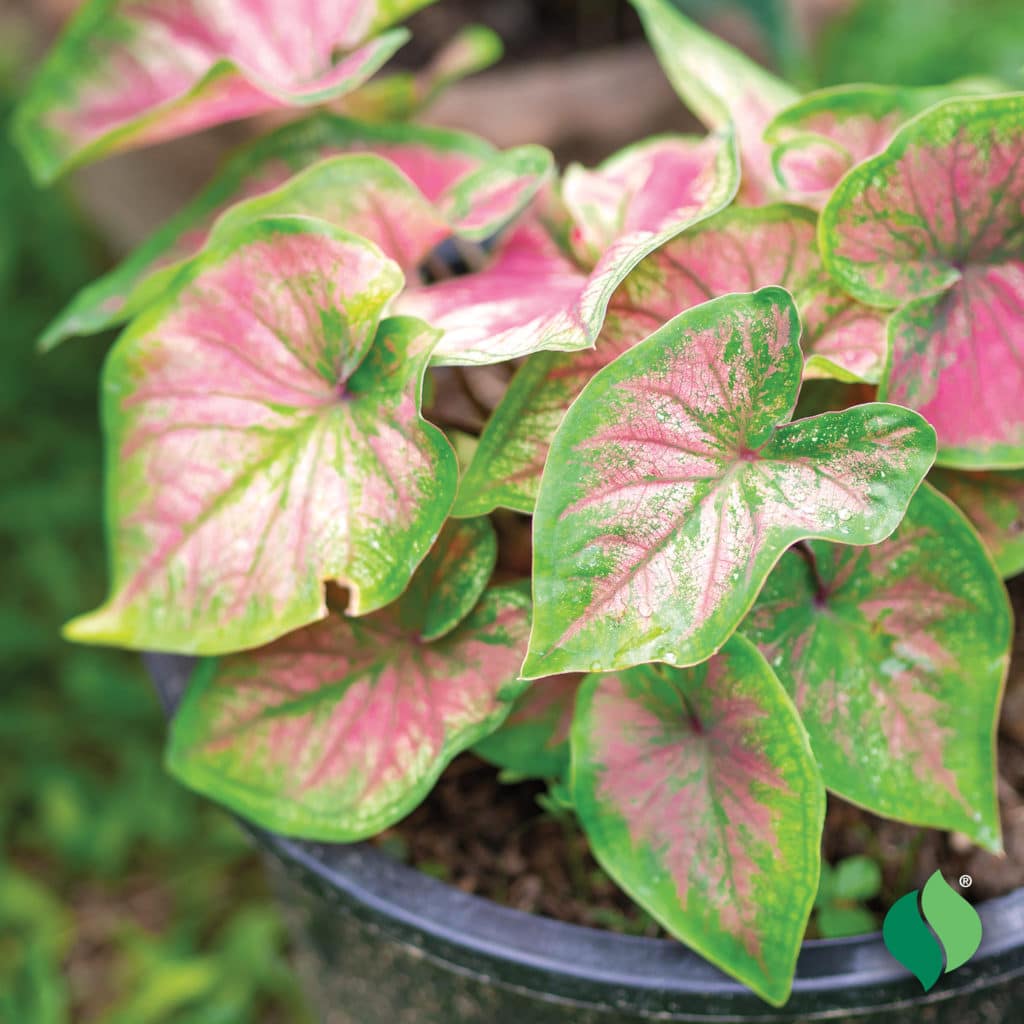 Caladium Pink - DeGroot
