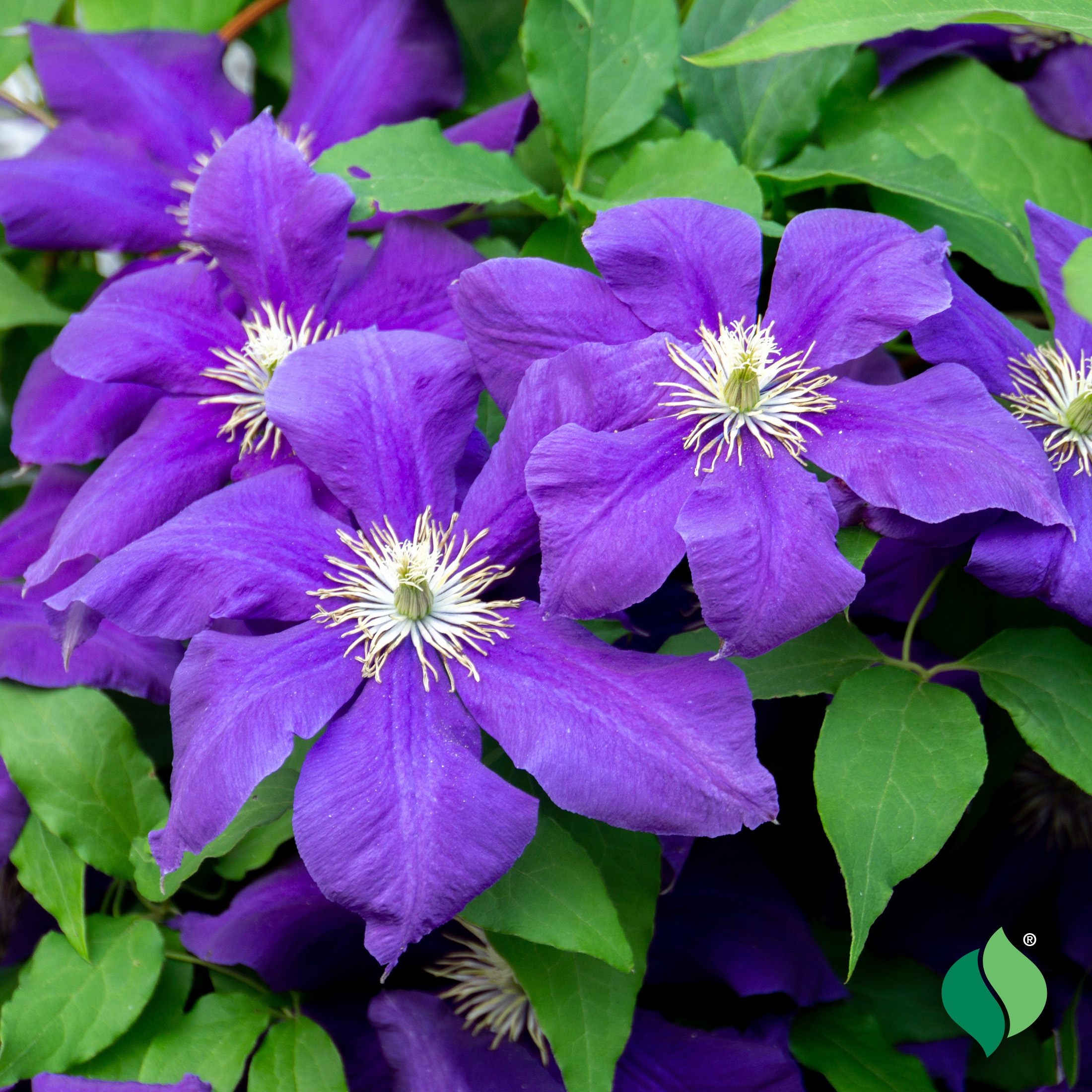 Clematis 'Jackmanii Superba' - DeGroot