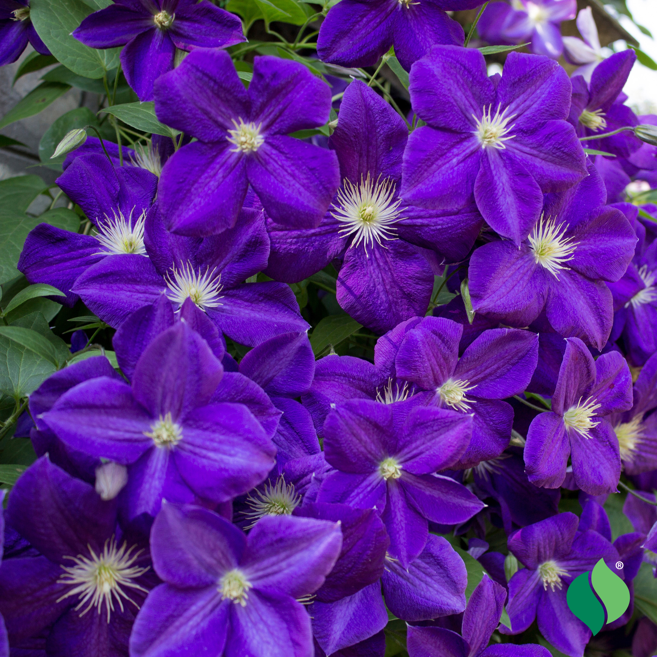 ♔.゜紫廉優海勇♔.゜ Clematis 'Jackmanii Superba' - DeGroot