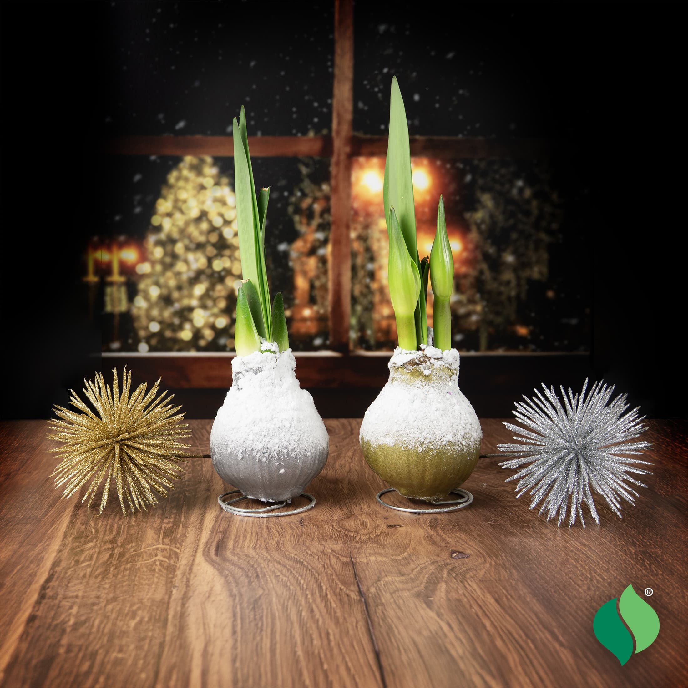 Waxed Amaryllis - DeGroot