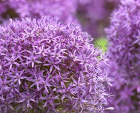 Allium