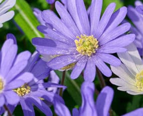 Anemones