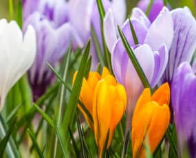 Crocus