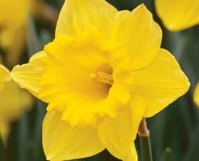 Daffodils