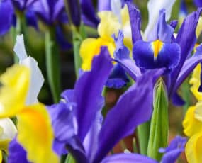 Dutch Iris