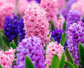 Hyacinths