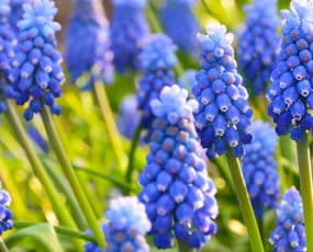 Muscari