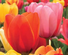 Tulips
